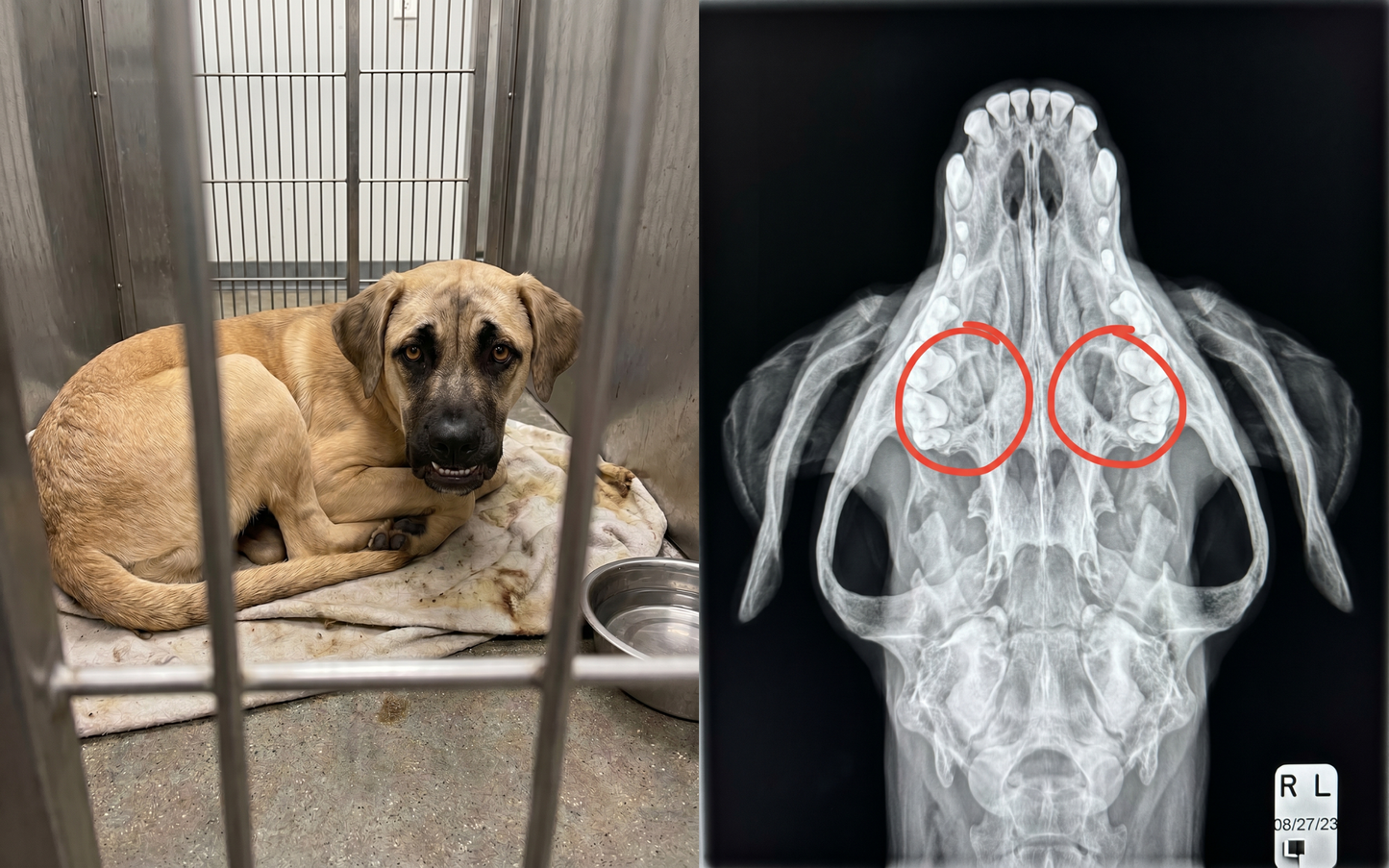 Scooby Needs Emergency Surgery